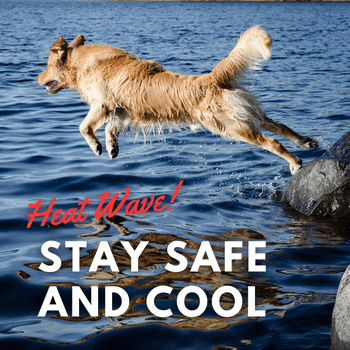 跳入水中的狗:热浪! 保持安全和凉爽