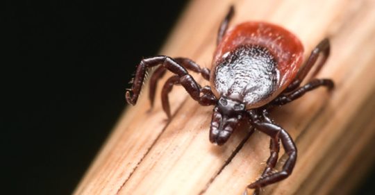 New tick-borne illness is deadlier than Lyme disease