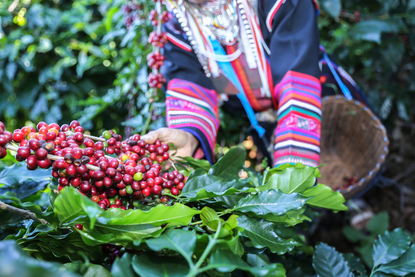 Cafe Equateur 250 Grs