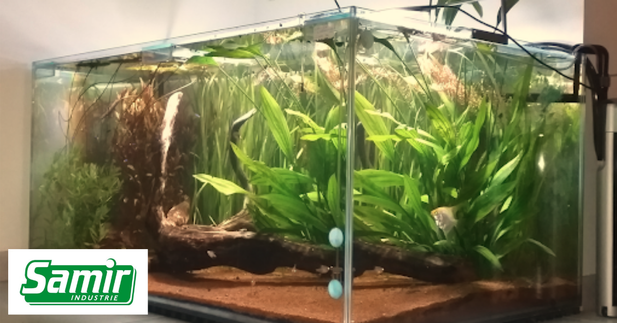Passion aquarium: Joël a fait notre journée ! SAMIR Miroiterie Menuiserie Martinique.