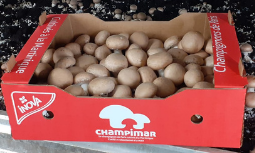 Champimar