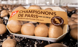 Champimar