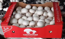 Champimar
