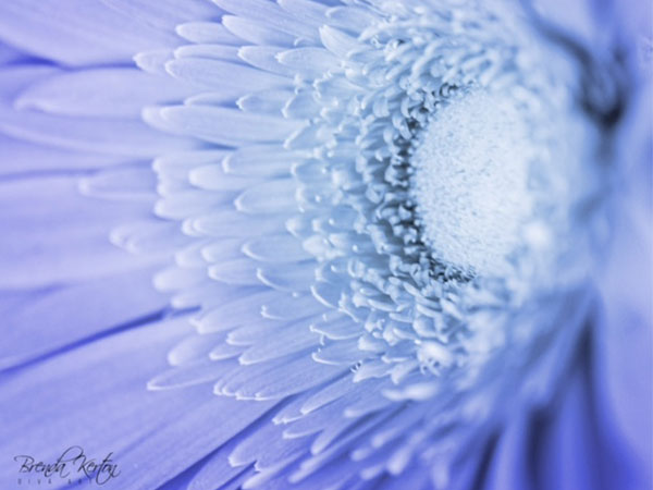 blue flower photo close up