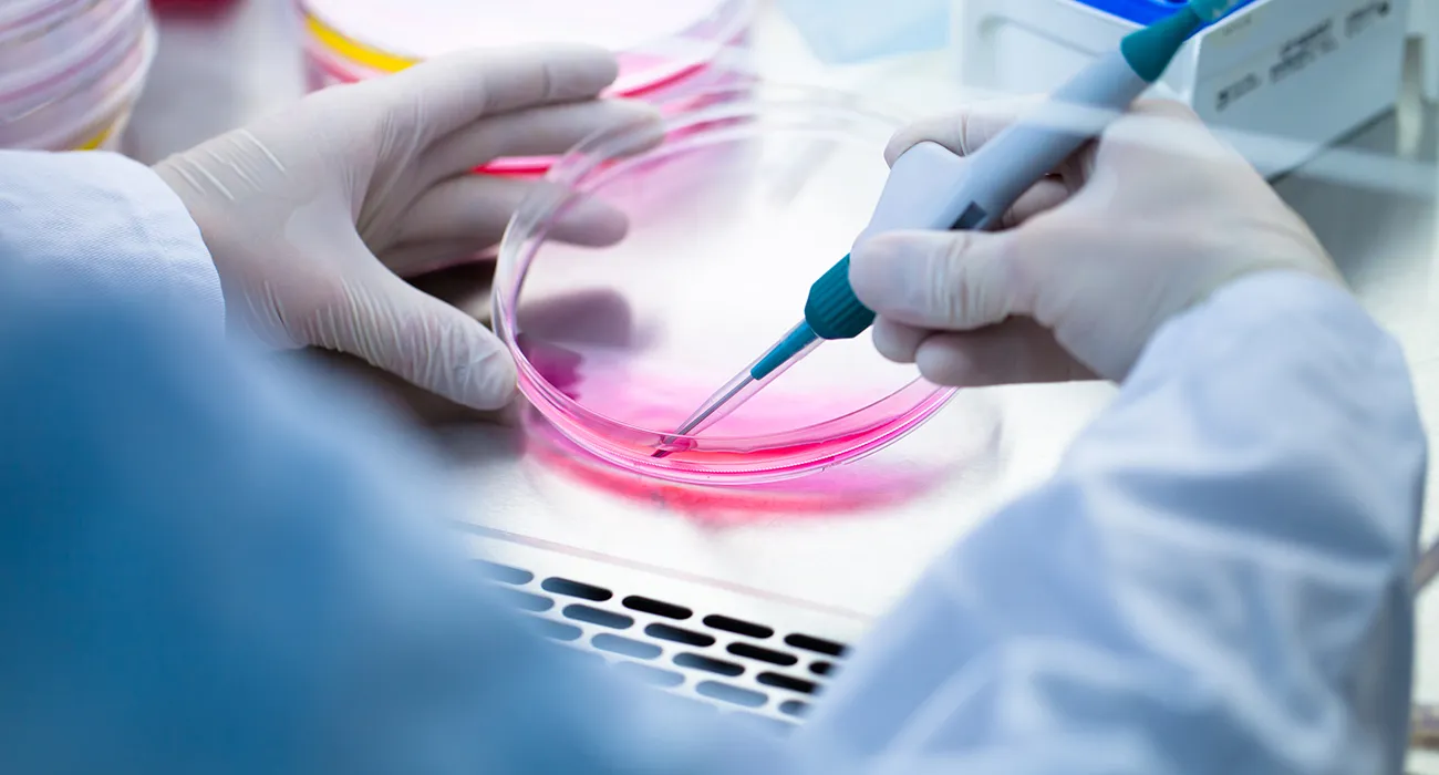 scientist inspecting petri dish