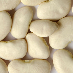Beans - Baby Lima