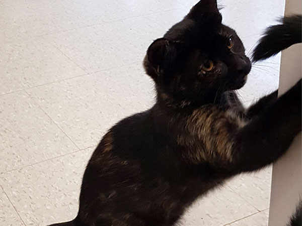Adoption of the week: meet Ellie the cute kitten