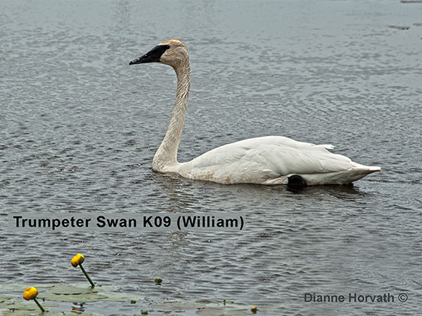 trumpeter swan K09