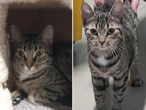 Adoption of the week: meet Fiona and Leah