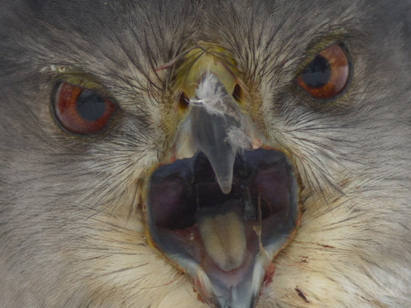 Cooper's hawk face with beak open.