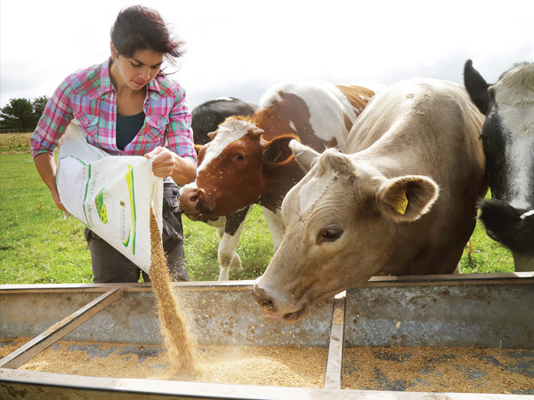 feeding cows on a farm