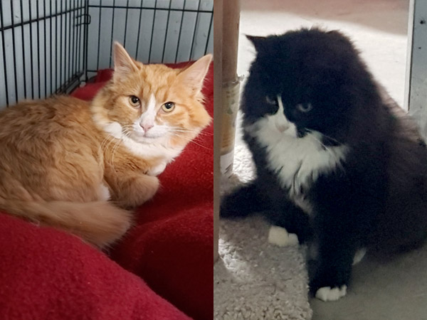 Adoption of the week: meet Samuel and Jerry