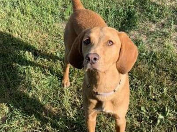 Adoption of the week: meet Lola