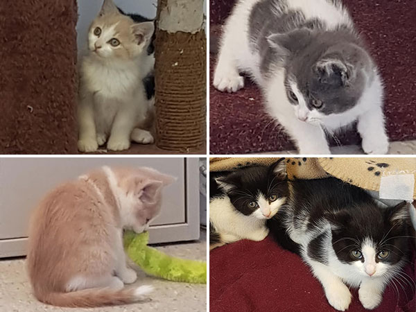 Adoption of the week: meet Rascal, Rosie, Rusty, Siam and Cami