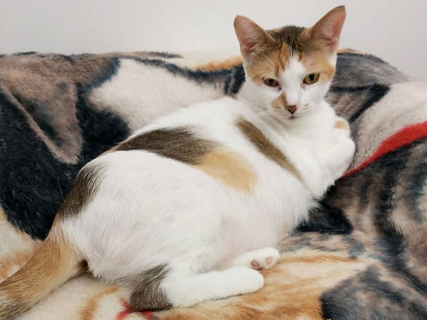 Adoption of the week: meet Anna