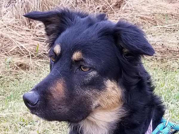 Adoption of the week: meet Harley