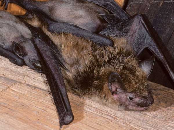 Bats roosting in man-made structures like buildings and bridges.