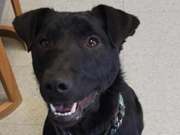Adoption of the week: meet Archie