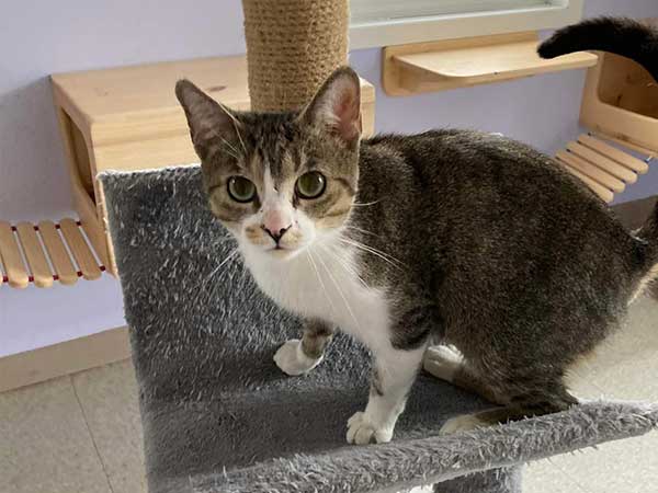 South Grey News | Adoption of the week: meet Tiki South Grey News | Adoption of the week: meet Tiki
