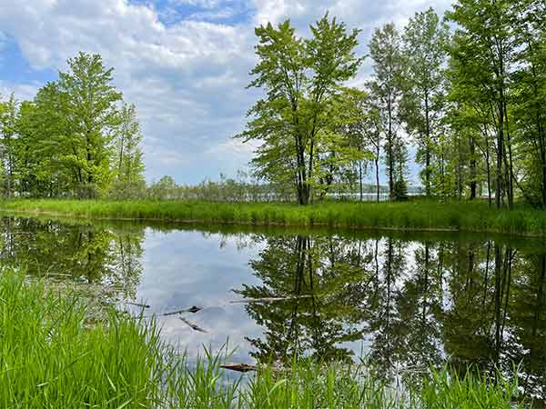 Trees, pond and clouds in sky.