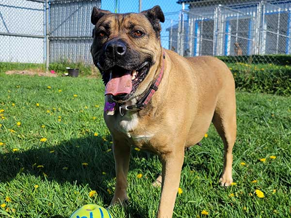 Adoption of the week: meet Lady Hera