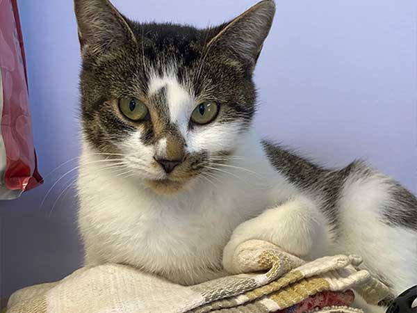 Adoption of the week: meet Linky Lou