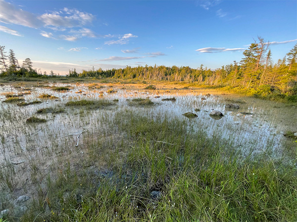 wetland photograph regarding Bill 23