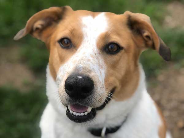 Pet adoption of the week: meet Roo
