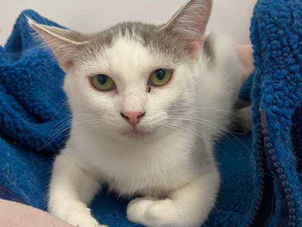 Pet adoption of the week: meet Topaz
