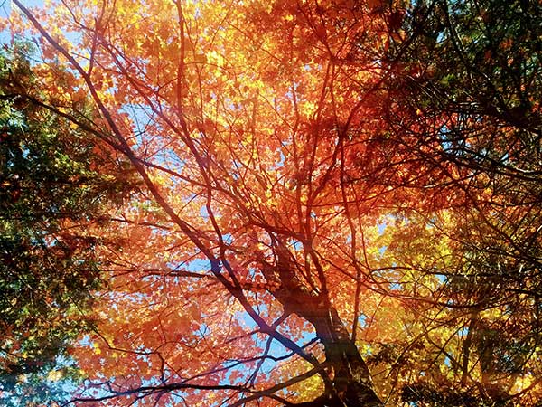 Tree top showing fall colours