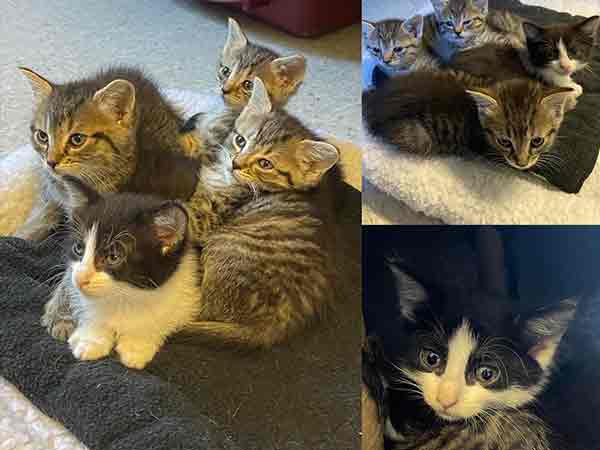 Pet adoption of the week: meet Deloris' kittens