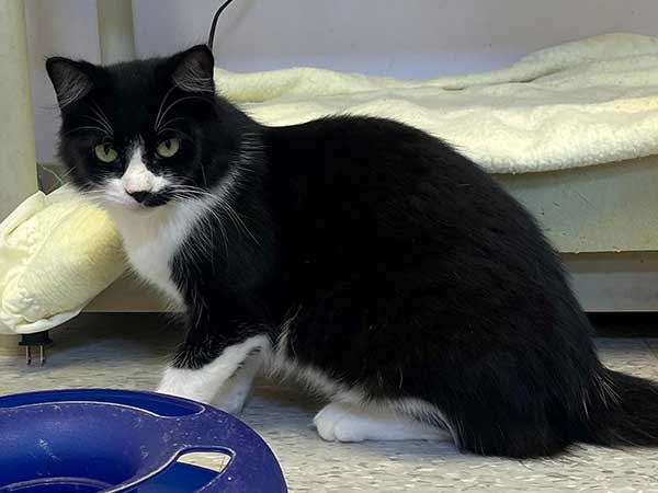 Pet adoption of the week: meet Onyx