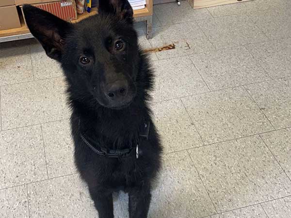 Pet adoption of the week: meet Ryder
