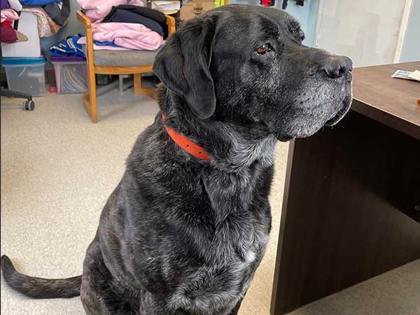 Pet adoption of the week: meet Hunter