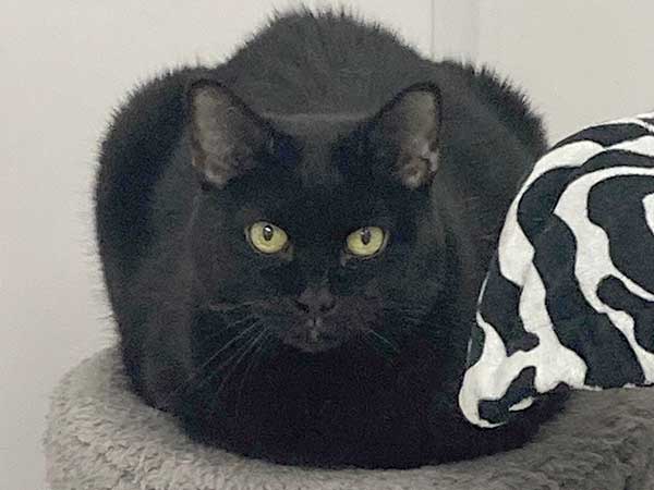 Pet adoption of the week: meet Midnight