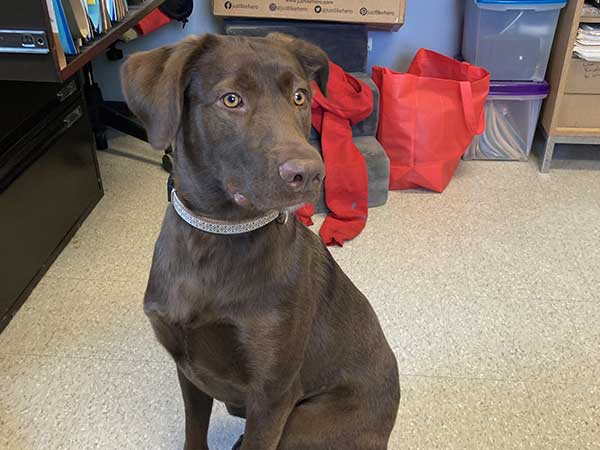 Pet adoption of the week: meet Jade.