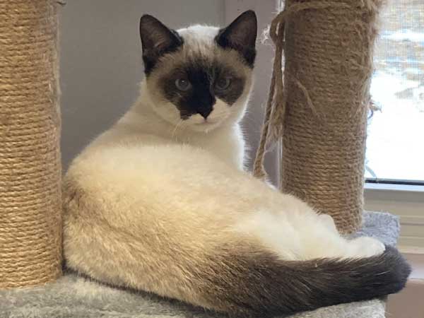 Pet adoption of the week: meet Cubby