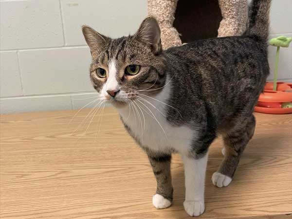 Pet adoption of the week: meet Tutti