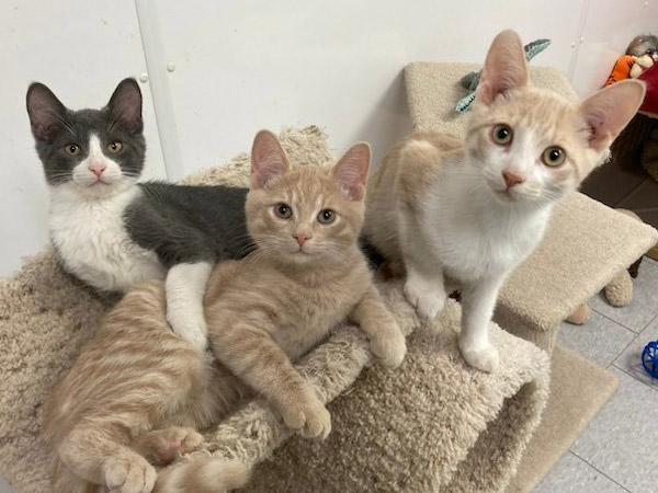 Pet adoption of the week: meet Benny, Bubbles and Bailey