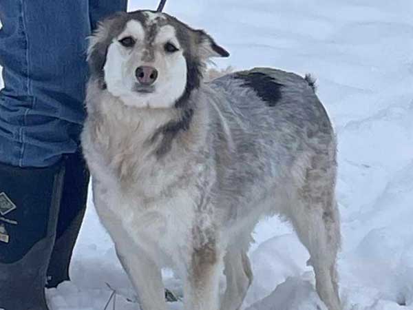 Pet adoption of the week: meet Macey