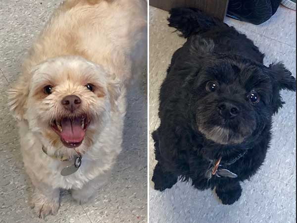 Pet adoption of the week: meet Buddy and Bobby