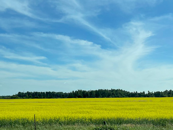 Canola field demonstrating soil health