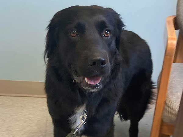 Pet adoption of the week: meet Bear
