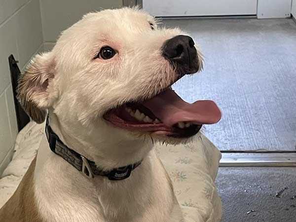 Pet adoption of the week: meet Bentley