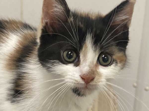 Pet adoption of the week: meet Eli