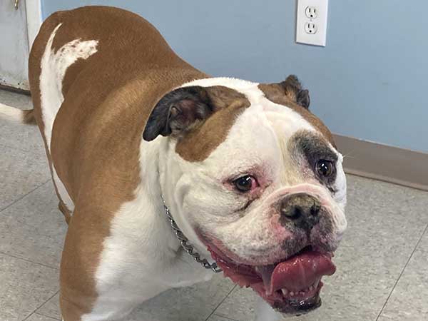 Pet adoption of the week: meet Harley, Bulldog X