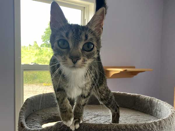 Pet adoption of the week: meet Simone