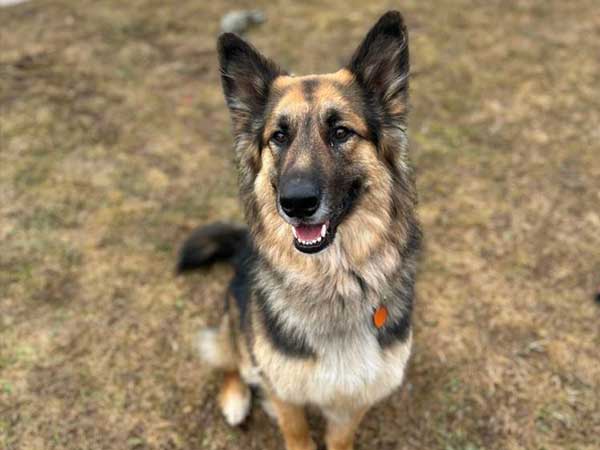 Pet adoption of the week: meet Anja, German Shepherd mix