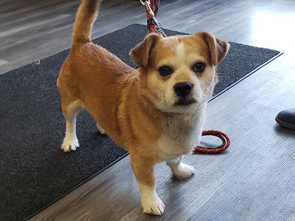 Pet adoption of the week: meet Jake