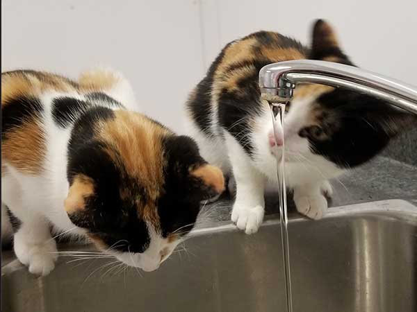 Pet adoption of the week: meet Luna and Bean
